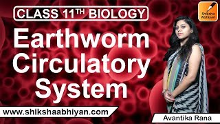 Earthworm Circulatory SystemCBSE Class 11 Biology [upl. by Platon]