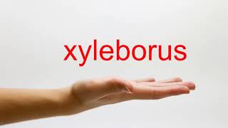 How to Pronounce xyleborus  American English [upl. by Avilla397]