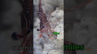 mantis shrimp’s punch fact short facts [upl. by Ayhtak]