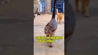 Kucing Nakal Yang Menjadi Pembantu Setia [upl. by Aliakam]