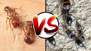 RED ANTS vs BLACK ANTS  movie interesting video clip ❤️ [upl. by Manchester]