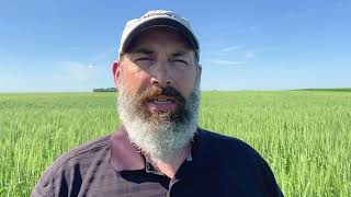 High Yield Wheat Tips Fungicide Selection [upl. by Darrey115]