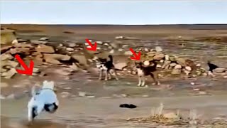 Mutts attacking wrong dogs and regretting straight after [upl. by Jaye]