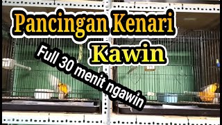 Masteran Suara Pancingan Kenari Betina BIRAHI minta KAWIN  Dijamin Kenari cepet KAWIN [upl. by Sucam]