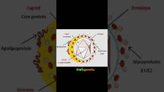 lipovirus biologenetic biologyinbengali shortsvideo shorts neetbiology neetexam [upl. by Chabot]