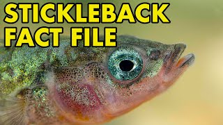 Stickleback Fact File British Wildlife Facts [upl. by Nariko580]