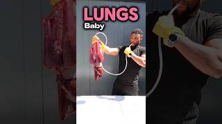 Inflating Lungs biology class [upl. by Sheryle]