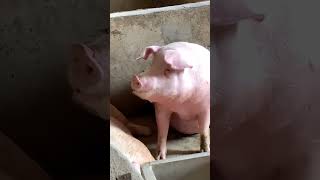 Cute piggy 🐖🐷 pets pig cuteanimals animals shorts [upl. by Thacker5]