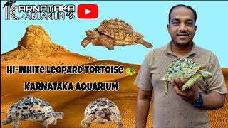 Rare HiWhite Leopard Tortoise At KARNATAKA AQUARIUM  Rare Tortoise In India  india reptile [upl. by Ittocs]