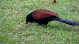 The Greater Coucal [upl. by Ahola]