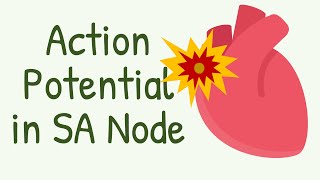 Action Potential In SA Node  Primary Pacemaker of the Heart [upl. by Noda]