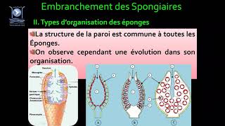 3Biologie des Org Animaux Embranchement des Spongiaires [upl. by Nera]