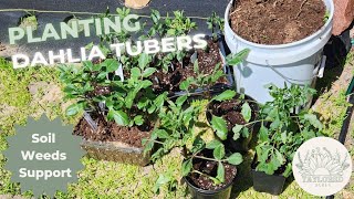 Planting Dahlia Tubers Best Practices for Soil Ammendments Weed Supression and Bloom Support [upl. by Gillette]