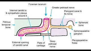 Structures that pass through the Foramen lacerum [upl. by Sivlek112]