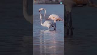 Flamingo 🦩 flamingo facts wildlife shorts [upl. by Uriiah]