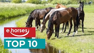 Top 10 horse breeds [upl. by Nylrats]