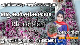 Rhoeo PlantRhoeo plant care MalayalamPottin CaringPropagationIndoor plant carePoppy Happy vlog [upl. by Adiari48]