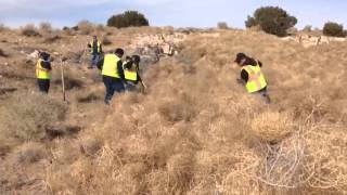 Crew cleans up massive tumbleweed pile in NW ABQ [upl. by Ticknor]