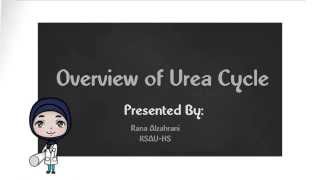 Overview of Urea Cycle [upl. by Ardnohs]