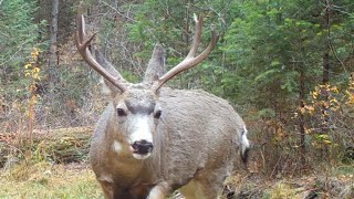 Mule Deer Buck Loafing Near Doe Montana October 2024 [upl. by Llennhoj]