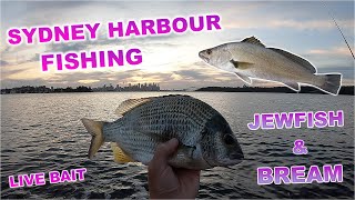 FISHING SYDNEY HARBOUR JEWFISH amp BREAM LIVE BAIT [upl. by Adele428]