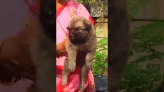 Brown color pomeranian female puppy available for sale in Chennai CT9940657309 puppyshop puppylife [upl. by Nallaf]