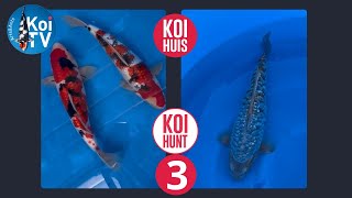 KOI TV  KoiHuis KoiHunt najaar 2024 deel 3 [upl. by Tien958]