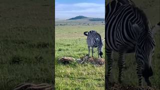 Mother Zebra Trying Its Best To Save Its Foal From Two Cheetahs [upl. by Sandstrom]