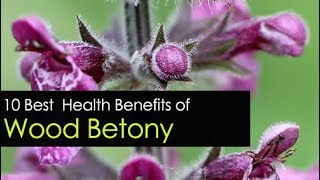 10 Wood Betony Benefits and Uses  Plant Leaves Tea Powder Seeds [upl. by Ettevroc643]