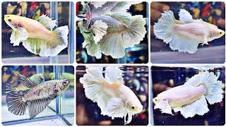 THAILAND IMPORTED QUALITY FEMALE BETTA FISH CATALOGUE 2024 🔥 ALL OVER INDIA DELIVERY POSSIBLE 🔥🔥 [upl. by Hulbig]