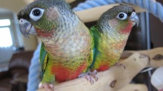 118 and 119 Yellow Sided Green Cheek Conure Brothers [upl. by Eiddam]