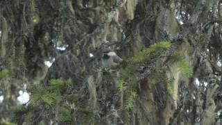 Siberian Tit amp Hawk Owl [upl. by Efren436]