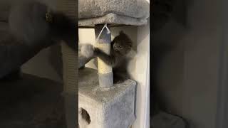 Luna the Nebelung kitten is playing with her dangling ball toy￼ [upl. by Chambers]