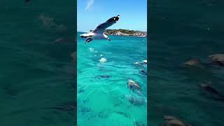 Plenty of fish on the Great Barrier Reef thegreatbarrierreef please subscribe [upl. by Rossner84]