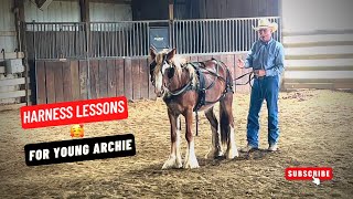 DC ARCHIES FIRST LESSON 🐎 To Being A Cart Driving Horse  Harness Training [upl. by Carol]