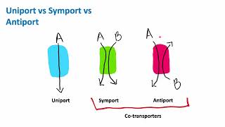 Uniport vs Symport vs Antiport  Cell Biology  Biology [upl. by Annayek585]