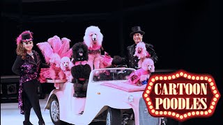 Cartoon Poodles  Theater Performance [upl. by Yarb]