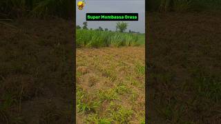 Mombasa Grass after 4 years Fodder Series update shorts asmr asmrsounds [upl. by Assirak]