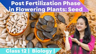 Post Fertilization Phase in Flowering Plants  Seed  Class 12 Biology [upl. by Wallis]