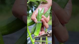 Tips Panen Okra pertanian PengetahuanPertanian okra SayuranDapur harvest gardeningtips fyp [upl. by Kucik]