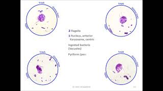 Retortamonas intestinalis [upl. by Eilsek]