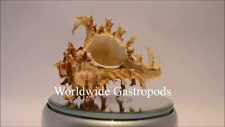 Welcome to Worldwide Gastropods [upl. by Ruvolo311]