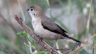 Indian Silverbill Video माळमुनिया Credit Nita Patne [upl. by Oys]