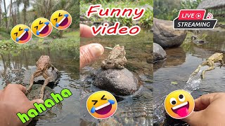 Catching frog funny make you laugh  funny animal video short  funny frog jumping lol [upl. by Hurlee516]