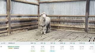 Baderloo 2024 Ram Sale Lot 18 Tag 230092 [upl. by Arraic]