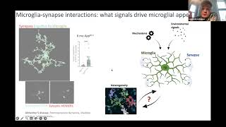 Sebastiaan de Schepper Perivascular cells microglial phagocytosis synaptic engulfment via SPP1 [upl. by Damara]