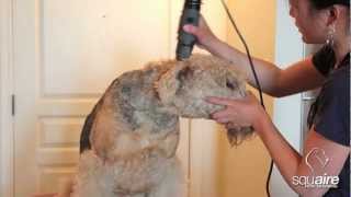 Airedale Grooming  Clipping 26  Rough Clip of the Head [upl. by Araz]