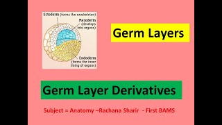 Gastrulation lGerm Layers l Germ layer derivatives l Ectoderm l Mesoderm l Endoderm l Mnemonics l [upl. by Booth]