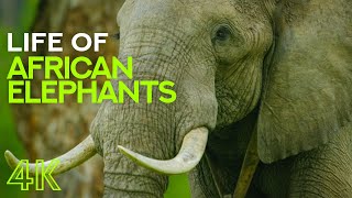 Life of African Elephants  Largest Terrestrial Mammals of the Earth  4K Nature Documentary Film [upl. by Llennehc]