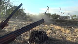 RED FOX comes SRINTING in to 5 YARDS  Apex Fox Whistles [upl. by Wendie168]